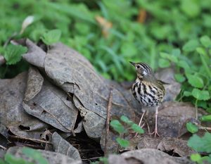 Olive-backed Pipit, 树鹨, Anthus hodgsoni-gallery-