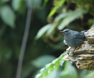 Blue Rock Thrush, 蓝矶鸫, Monticola solitarius-gallery-