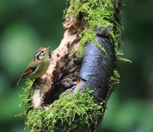 Rufous-winged Fulvetta, 栗头雀鹛, Alcippe castaneceps-gallery-