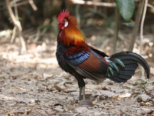 Red Junglefowl, 红原鸡, Gallus gallus-gallery-