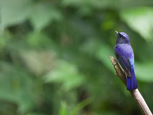 Small Niltava, 小仙鹟, Niltava macgrigoriae-gallery-