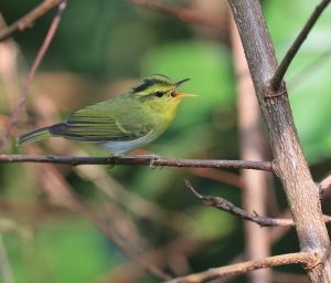 Yellow-vented Warbler, 黄胸柳莺, Phylloscopus cantator-gallery-