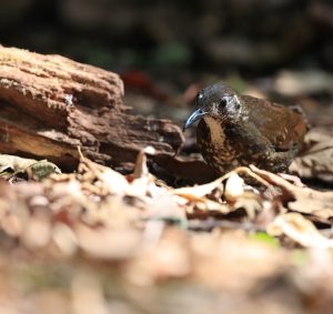 Dark-sided Thrush, 长嘴地鸫, Zoothera marginata-gallery-