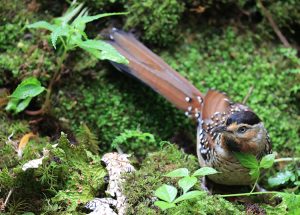 Spotted Laughingthrush, 眼纹噪鹛, Ianthocincla ocellata-gallery-