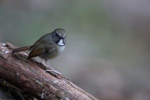 White-gorgeted Flycatcher, 白喉姬鹟, Anthipes monileger-gallery-