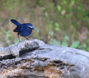 Himalayan Shortwing, 高山短翅鸫, Brachypteryx cruralis-gallery-