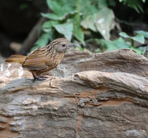 Streaked Wren-Babbler, 短尾鹪鹛, Napothera brevicaudata-gallery-