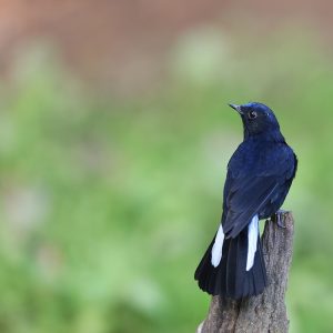 White-tailed Robin, 白尾蓝地鸲, Myiomela leucura-gallery-