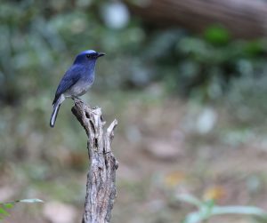 Hainan Blue Flycatcher, 海南蓝仙鹟, Cyornis hainanus-gallery-