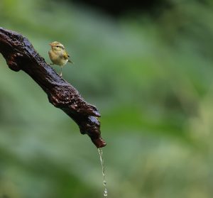 Davison's Leaf Warbler, 云南白斑尾柳莺, Phylloscopus intensior-gallery-