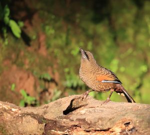 Blue-winged Laughingthrush, 蓝翅噪鹛, Trochalopteron squamatum-gallery-