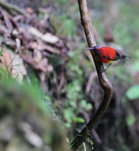 Mrs Gould's Sunbird, 蓝喉太阳鸟, Aethopyga gouldiae-gallery-