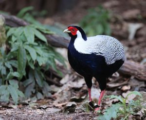 Silver Pheasant, 白鹇, Lophura nycthemera-gallery-