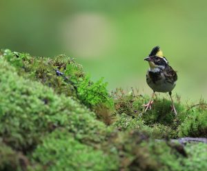 Yellow-throated Bunting, 黄喉鹀, Emberiza elegans-gallery-