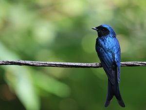 Bronzed Drongo, 古铜色卷尾, Dicrurus aeneus-gallery-