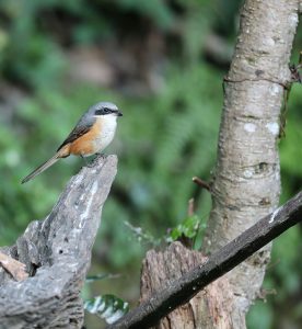 Grey-backed Shrike, 灰背伯劳, Lanius tephronotus-gallery-