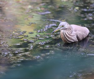 Indian Pond Heron, 印度池鹭, Ardeola grayii-gallery-