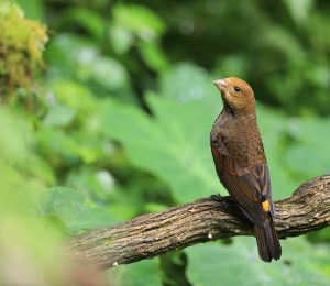 Scarlet Finch, 血雀, Carpodacus sipahi-gallery-