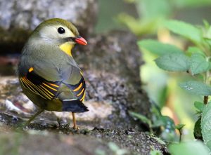 Red-billed Leiothrix, 红嘴相思鸟, Leiothrix lutea-gallery-