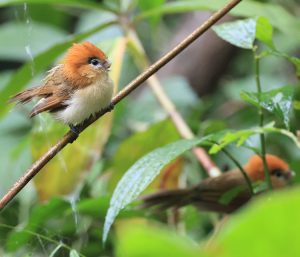 Pale-billed Parrotbill, 黑眉鸦雀, Chleuasicus atrosuperciliaris-gallery-