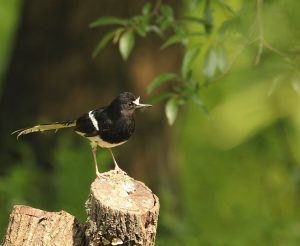 White-crowned Forktail, 白冠燕尾, Enicurus leschenaulti-gallery-