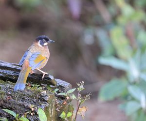 Black-faced Laughingthrush, 黑顶噪鹛, Trochalopteron affine-gallery-