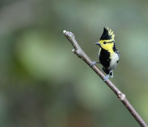 Yellow-cheeked Tit, 黄颊山雀, Machlolophus spilonotus-gallery-