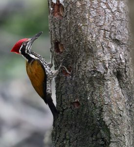 Greater Flameback, 大金背啄木鸟, Chrysocolaptes guttacristatus-gallery-