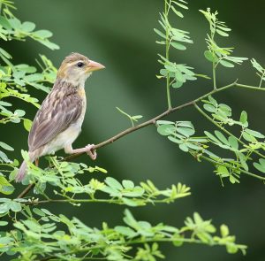 Baya Weaver, 黄胸织布鸟, Ploceus philippinus-gallery-