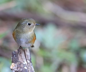 Himalayan Bluetail, 蓝眉林鸲, Tarsiger rufilatus-gallery-