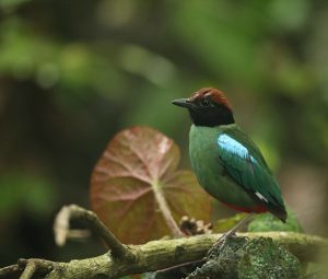 Hooded Pitta, 绿胸八色鸫, Pitta sordida-gallery-