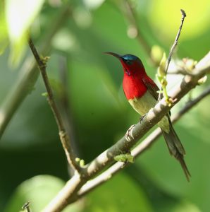 Crimson Sunbird, 黄腰太阳鸟, Aethopyga siparaja-gallery-