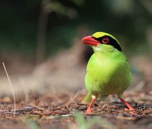 Common Green Magpie, 蓝绿鹊, Cissa chinensis-gallery-