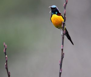 Green-tailed Sunbird, 绿喉太阳鸟, Aethopyga nipalensis-gallery-