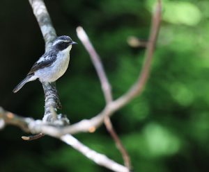 Grey Bush Chat, 灰林䳭, Saxicola ferreus-gallery-