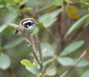 White-browed Fulvetta, 白眉雀鹛, Fulvetta vinipectus-gallery-