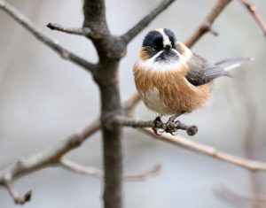 Black-browed Bushtit, 黑眉山雀, Aegithalos bonvaloti-gallery-