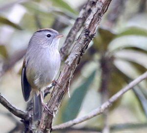 Spectacled Fulvetta, 棕头雀鹛, Fulvetta ruficapilla-gallery-