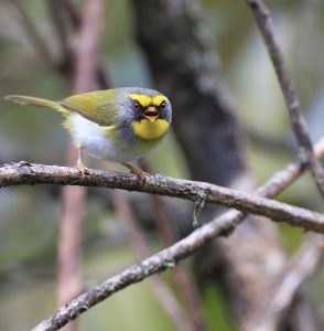 Black-faced Warbler, 黑脸鹟莺, Abroscopus schisticeps-gallery-