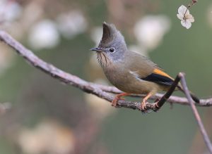 Stripe-throated Yuhina, 纹喉凤鹛, Yuhina gularis-gallery-