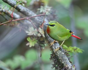 Fire-tailed Myzornis, 火尾绿鹛, Myzornis pyrrhoura-gallery-