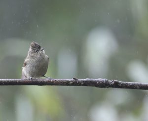 Yellow-browed Tit, 黄眉林雀, Sylviparus modestus-gallery-