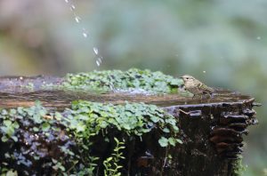 Sichuan Leaf Warbler, 四川柳莺, Phylloscopus forresti-gallery-