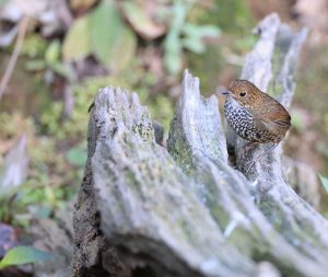 Scaly-breasted Cupwing, 麟胸鹪鹛, Pnoepyga albiventer-gallery-