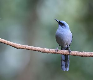 Beautiful Sibia, 丽色奇鹛, Heterophasia pulchella-gallery-