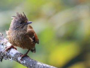 Streak-throated Barwing, 纹胸斑翅鹛, Actinodura waldeni-gallery-