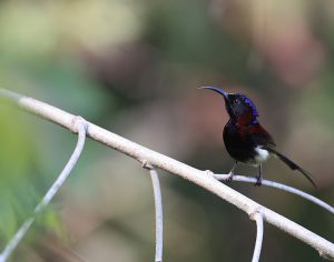 Black-throated Sunbird, 黑胸太阳鸟, Aethopyga saturata-gallery-