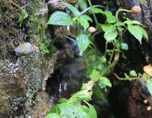 Chestnut-crowned Warbler, 栗头鹟莺, Phylloscopus castaniceps-gallery-