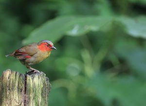 Scarlet-faced Liochichla, 红翅薮鹛, Liocichla ripponi-gallery-