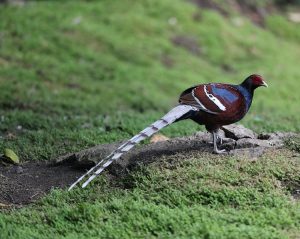 Mrs Hume's Pheasant, 黑颈长尾雉, Syrmaticus humiae-gallery-